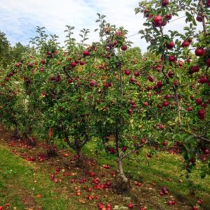 Adventure Series: Apple Picking at Tougas Family Farm